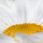 chrysanthemum-659111_1280